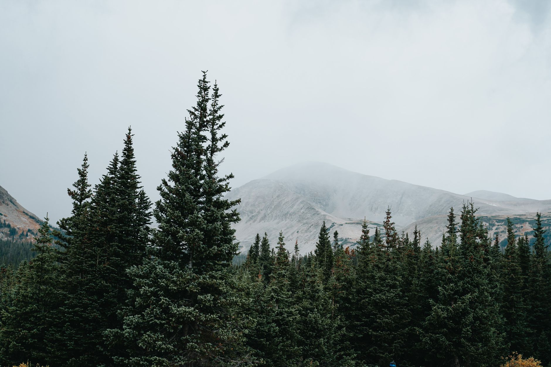Coniferous trees misty Rocky Mountains Colorado